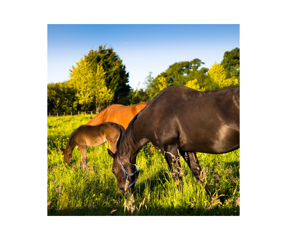 Equine Digestive BLOOM